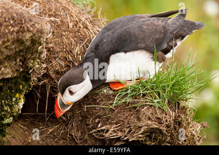 Macareux moine (Fratercula arctica) - Marina Borgarfjorour, Islande Banque D'Images