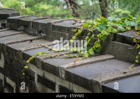 Libre de vigne sur mur forteresse traditionnel coréen. Banque D'Images