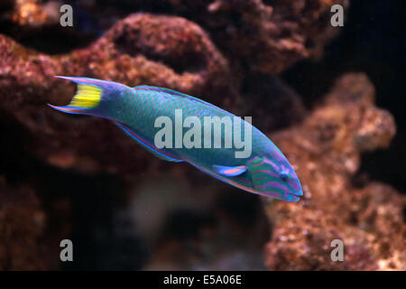 Une lune wrasse, Thalassoma lunare, nager dans un aquarium. Ce poissons colorés peuvent être trouvés sur les récifs de corail de l'Océan indien et Banque D'Images