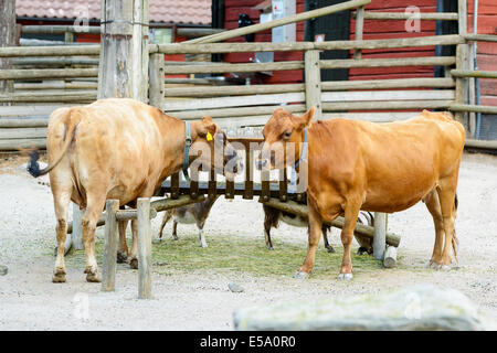 Deux vaches rouges, Bos taurus, de vieille race suédois appelé rodkulla. Ici vu avec des chèvres et maison en arrière-plan Banque D'Images