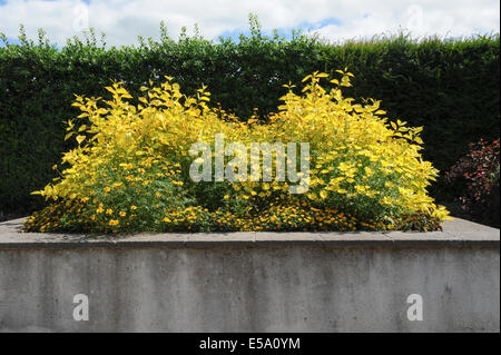 De façon percutante et éclatantes fleurs plantées au Jardin Anglais traditionnel Jardin Rosemoor, Torrington, Devon, Angleterre du Sud-Ouest, Royaume-Uni Banque D'Images