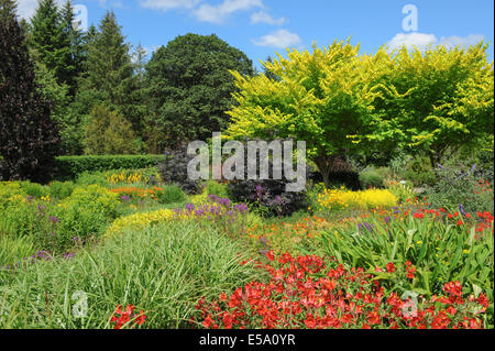 De façon percutante et éclatantes fleurs plantées au Jardin Anglais traditionnel Jardin Rosemoor, Torrington, Devon, Angleterre du Sud-Ouest, Royaume-Uni Banque D'Images