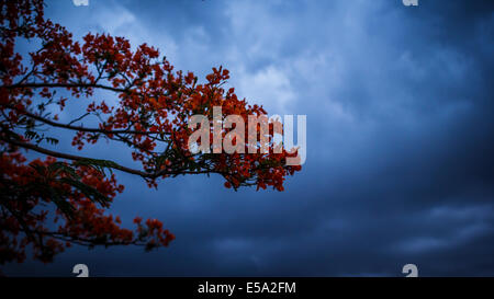 Delonix fleur arbre branch Banque D'Images