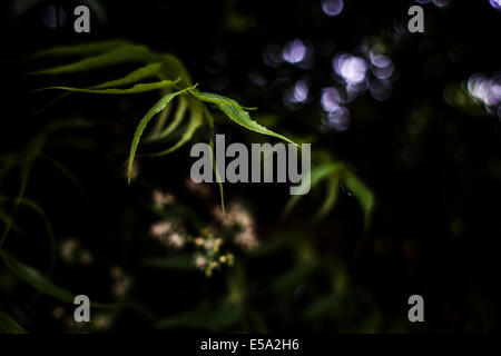 Arbre de neem Banque D'Images