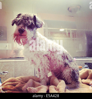 Chien assis sur le contrat cadre dans la salle de bains Banque D'Images