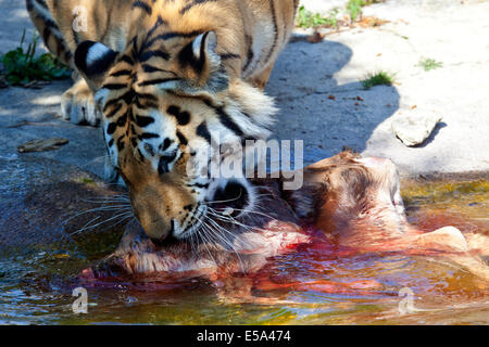 Un tigre de Sibérie avec carcasse animale dans la bouche Banque D'Images