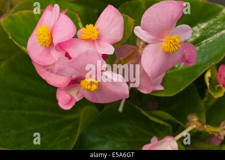 Pink Begonia semperflorens communément connu sous le nom de bégonias fibreux ou cireuse Banque D'Images