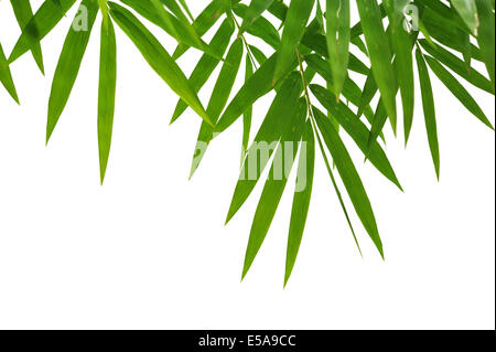 feuilles de bambou Banque D'Images