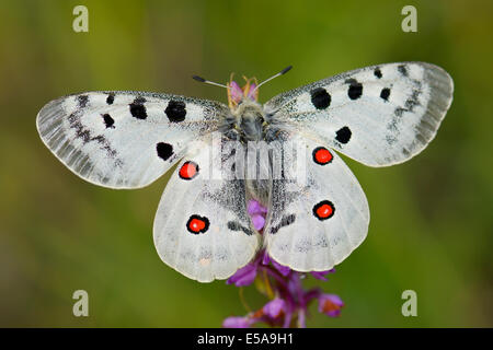 Papillon Apollon (Parnassius apollo) sur un court-stimulé (Gymnadenia odoratissima orchidée parfumée), la réserve de biosphère de Souabe Banque D'Images