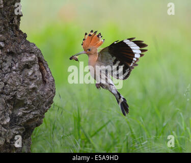 Huppe fasciée (Upupa epops), des profils avec approche sa proie dans la cavité du nid, le Parc National Kiskunság, Hongrie Banque D'Images