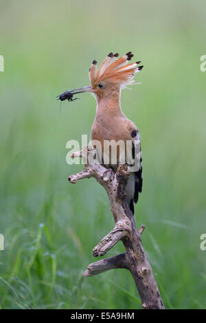 Huppe fasciée (Upupa epops), des profils avec les proies sur son perchoir, le Parc National Kiskunság, Hongrie Banque D'Images