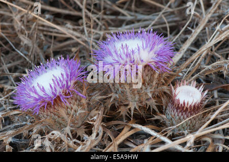 Verres atractylis gummifera (Carlina), İzmir Province, Région de l'Egée, la Turquie Banque D'Images