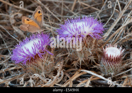 Verres atractylis gummifera (Carlina) et Dusky Meadow Brown (Hyponephele lycaon), İzmir Province, Région de l'Egée, la Turquie Banque D'Images