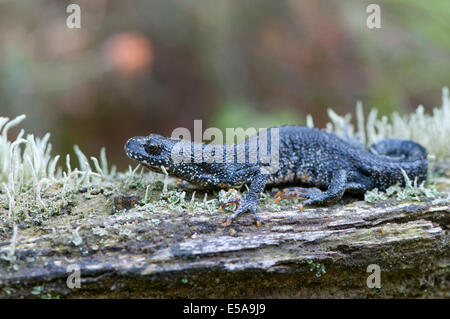 Le nord de triton crêté (Triturus cristatus), de l'Ems, Basse-Saxe, Allemagne Banque D'Images