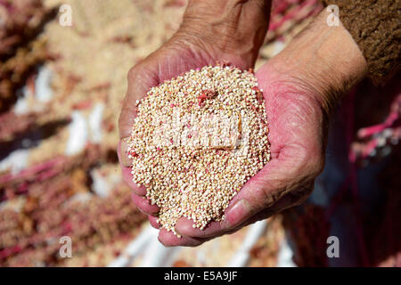 Les mains avec les graines de quinoa (Chenopodium quinoa), Huanuco, Pérou Province Banque D'Images