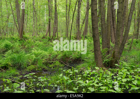 L'aulne commun ou noir d'aulnes (Alnus glutinosa) dans un Vogelmoor alder carr, réserve naturelle, Basse-Saxe, Allemagne Banque D'Images