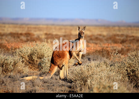 Kangourou rouge (Macropus rufus), mâle adulte, Sturt National Park, New South Wales, Australie Banque D'Images