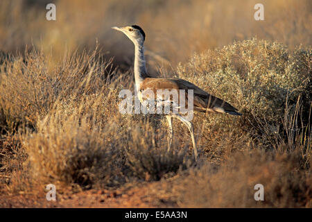 Australian Bustard (Ardeotis australis), femelle adulte, Sturt National Park, New South Wales, Australie Banque D'Images