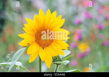 Tournesol (Helianthus annuus), en face d'une fleur d'été pré, Hesse du Nord, Hesse, Allemagne Banque D'Images