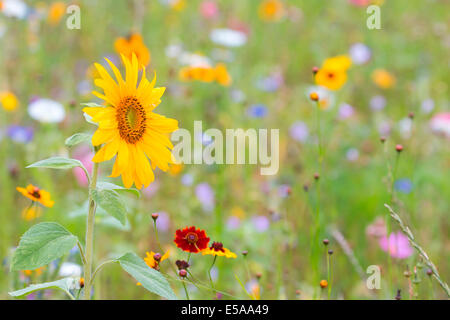 Tournesol (Helianthus annuus), en face d'une fleur d'été pré, Hesse du Nord, Hesse, Allemagne Banque D'Images