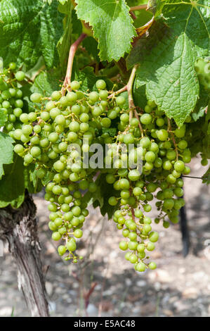 Gros plan sur un tas de raisins blancs immatures au milieu de feuilles de vigne. Banque D'Images