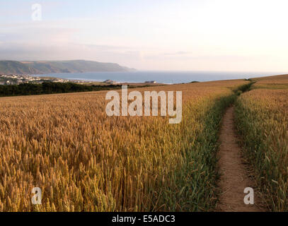 Chemin à travers champ de blé sur un soir d'été, Widemouth Bay, Bude, Cornwall, UK Banque D'Images