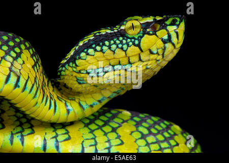 Wagler's Pit Viper / Tropidolaemus wagleri Banque D'Images