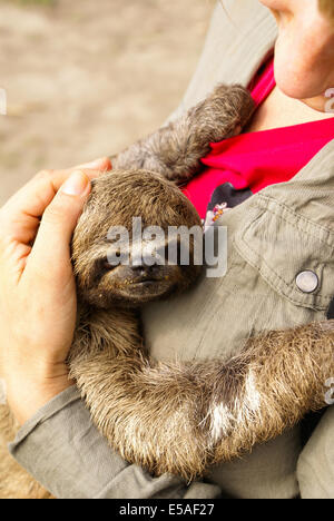 Trois-toed sloth dans l'Iquitos, Pérou Banque D'Images