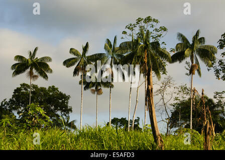 L'intérieur de la forêt tropicale primaire au Pérou Banque D'Images