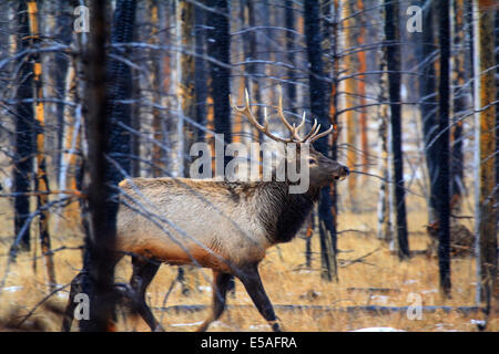 Les jeunes 40 912,04289 4 & 5 bull elk antler point près de trot, bordée de neige hiver arbres conifères Forêt après un incendie ; les arbres calcinés. Banque D'Images