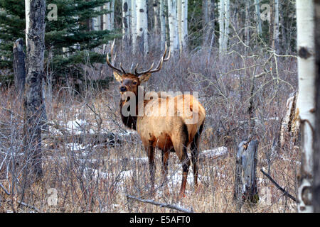 Alerte 40 914,04395 bull elk avec la tête relevée et Big Trophy de cervidés, debout dans une neige hiver arbres de peuplier et de conifères Forêt avec des arbustes. Banque D'Images