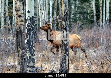 Alerte 40 914,04400 bull elk avec tête en haut et la marche dans une forêt de peuplier et de conifères, montrant des cicatrices des troncs d' écorce en noir et blanc. Banque D'Images