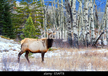 Alerte 40 914,04405 grand mâle à bois dans un pré au bord de neige d'un hiver de peuplier et de conifères Forêt d'arbres. Banque D'Images