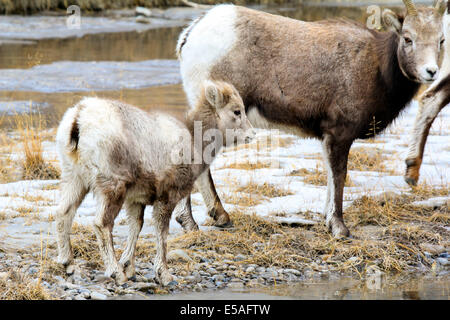 40 915,04565 Close-up d'un mouflon d'enfant et bébé mère brebis par snowy winter creek meadow. Banque D'Images