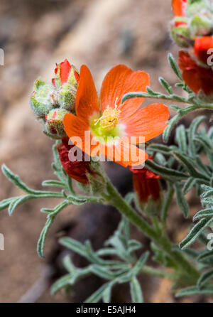 Sphaeralcea coccinea, Coppermallow ; Malvaceae, mauve, fleurs sauvages en fleurs, le centre du Colorado, USA Banque D'Images