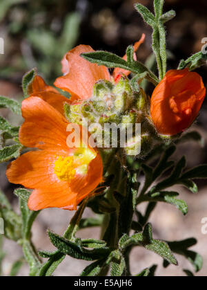 Sphaeralcea coccinea, Coppermallow ; Malvaceae, mauve, fleurs sauvages en fleurs, le centre du Colorado, USA Banque D'Images