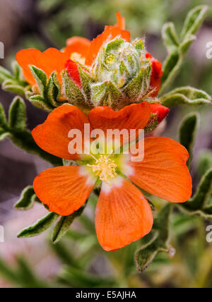 Sphaeralcea coccinea, Coppermallow ; Malvaceae, mauve, fleurs sauvages en fleurs, le centre du Colorado, USA Banque D'Images