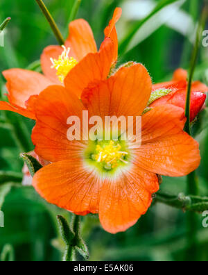 Sphaeralcea coccinea, Coppermallow ; Malvaceae, mauve, fleurs sauvages en fleurs, le centre du Colorado, USA Banque D'Images