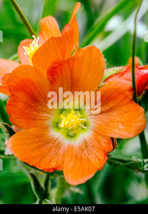 Sphaeralcea coccinea, Coppermallow ; Malvaceae, mauve, fleurs sauvages en fleurs, le centre du Colorado, USA Banque D'Images