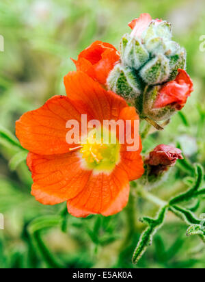 Sphaeralcea coccinea, Coppermallow ; Malvaceae, mauve, fleurs sauvages en fleurs, le centre du Colorado, USA Banque D'Images