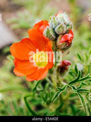 Sphaeralcea coccinea, Coppermallow ; Malvaceae, mauve, fleurs sauvages en fleurs, le centre du Colorado, USA Banque D'Images