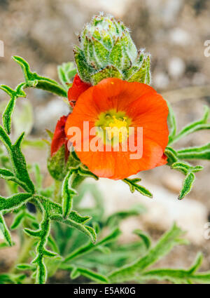 Sphaeralcea coccinea, Coppermallow ; Malvaceae, mauve, fleurs sauvages en fleurs, le centre du Colorado, USA Banque D'Images
