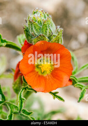 Sphaeralcea coccinea, Coppermallow ; Malvaceae, mauve, fleurs sauvages en fleurs, le centre du Colorado, USA Banque D'Images