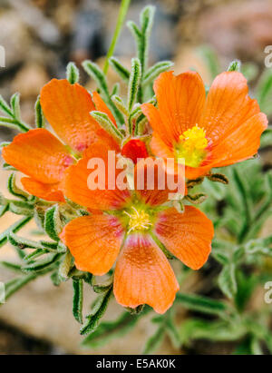 Sphaeralcea coccinea, Coppermallow ; Malvaceae, mauve, fleurs sauvages en fleurs, le centre du Colorado, USA Banque D'Images