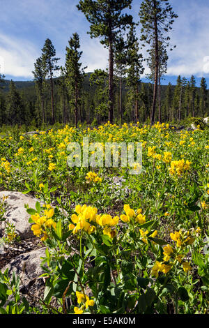 Thermopsis rhombifolia ; Golden bannière, Fabaceae ; famille ; les fleurs sauvages en fleurs, le centre du Colorado, USA Banque D'Images