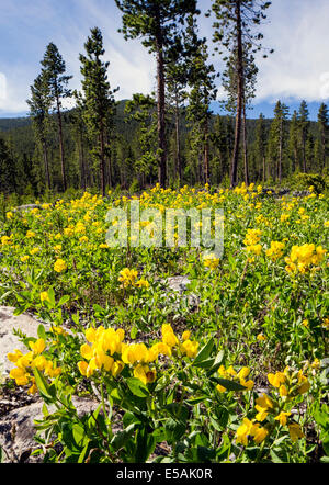 Thermopsis rhombifolia ; Golden bannière, Fabaceae ; famille ; les fleurs sauvages en fleurs, le centre du Colorado, USA Banque D'Images