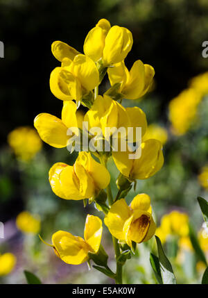 Thermopsis rhombifolia ; Golden bannière, Fabaceae ; famille ; les fleurs sauvages en fleurs, le centre du Colorado, USA Banque D'Images