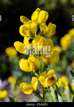 Thermopsis rhombifolia ; Golden bannière, Fabaceae ; famille ; les fleurs sauvages en fleurs, le centre du Colorado, USA Banque D'Images