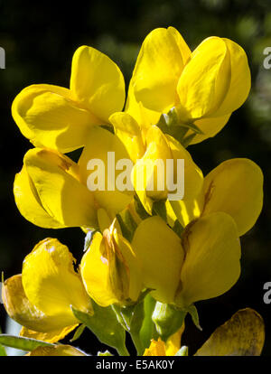 Thermopsis rhombifolia ; Golden bannière, Fabaceae ; famille ; les fleurs sauvages en fleurs, le centre du Colorado, USA Banque D'Images