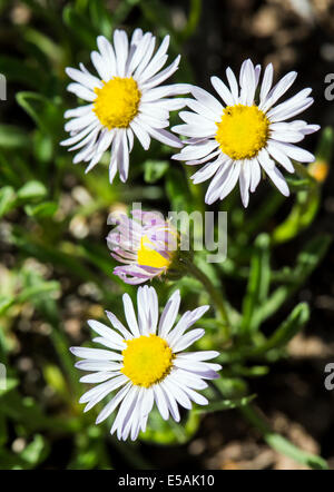 L'Erigeron flagellaris ; lapin ; Daisy Fleabane Erigeron fouet fin ; ; ; ; la famille des Astéracées Tournesol fleurs sauvages en fleurs Banque D'Images